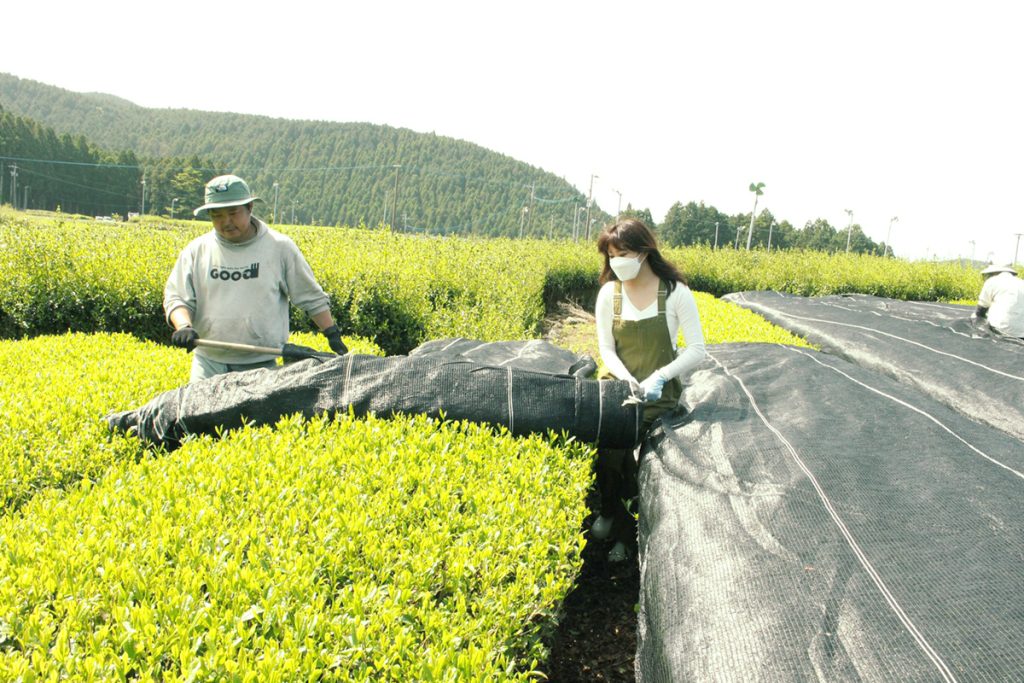 うれしの茶【前編】段々茶畑の景色と、美味しいお茶のためのひと手間｜新茶前線北上レポート